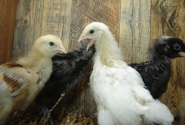 4 Pullet Chicks Week 3